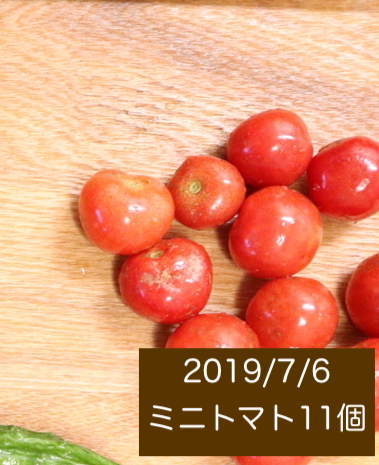 シェア畑の収穫量 ミニトマトの写真1