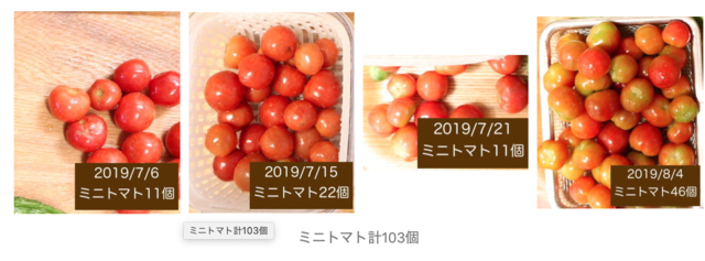 シェア畑は高いのか　ミニトマトの写真
