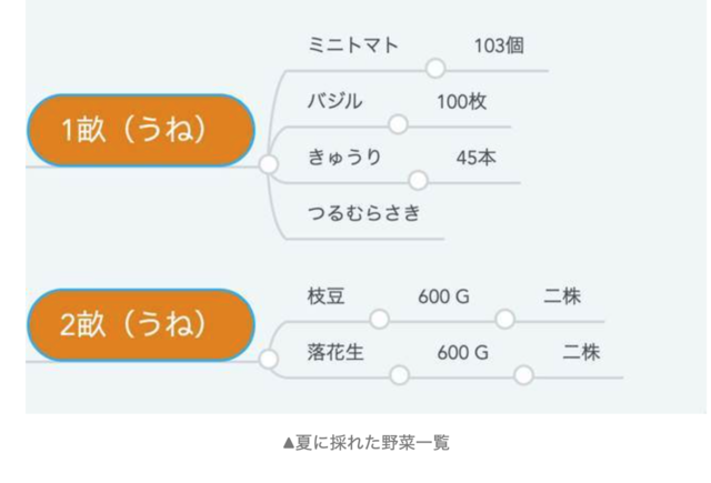 シェア畑は高いのか　採れた野菜一覧